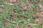 Southern crabgrass